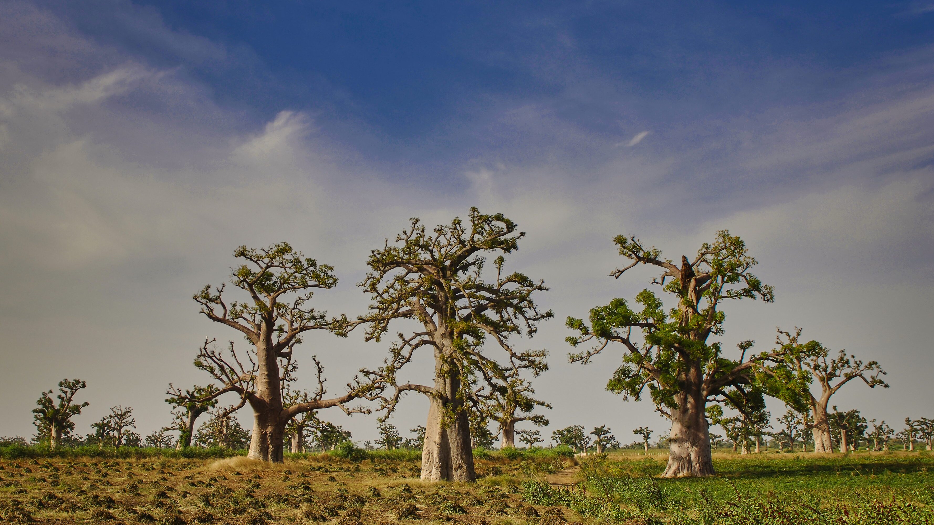 Baobab in Senegal