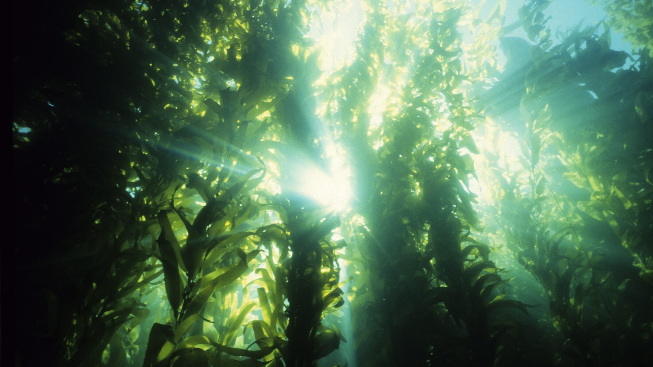 Foreste di alghe marine