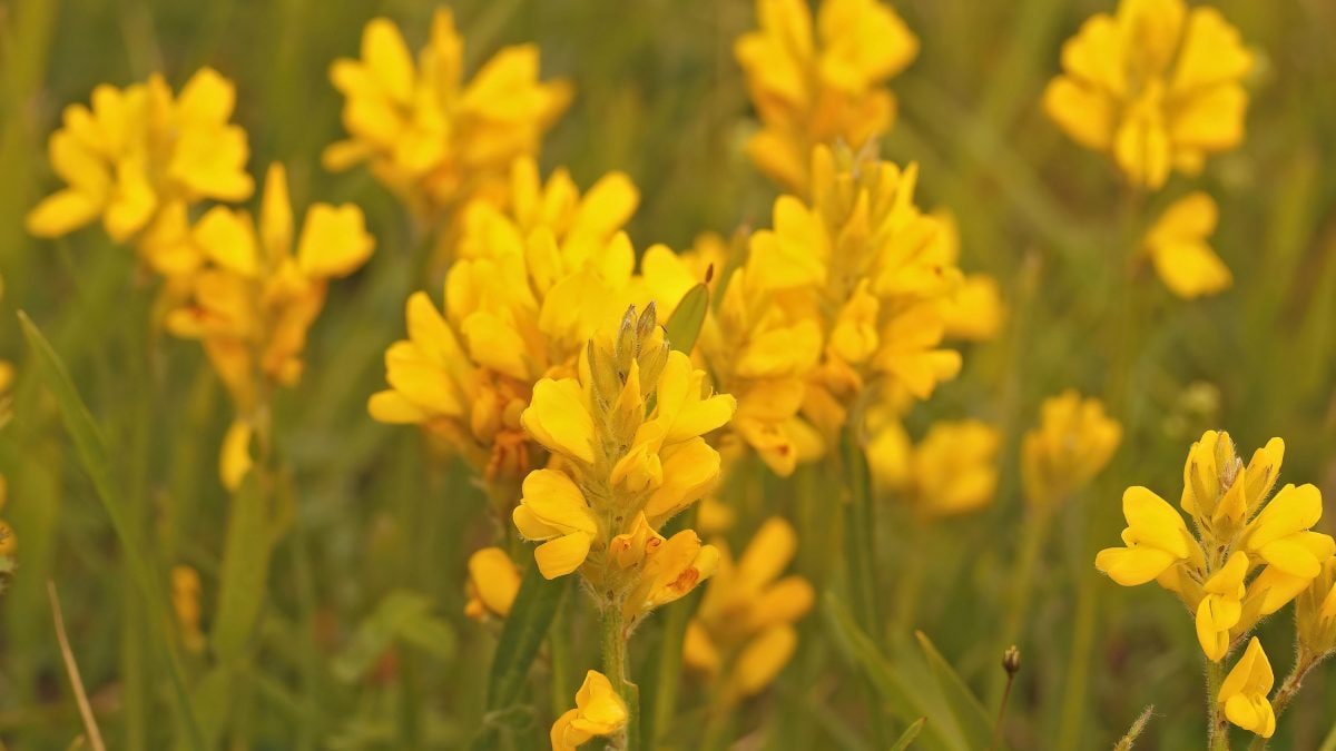 Genista tinctoria