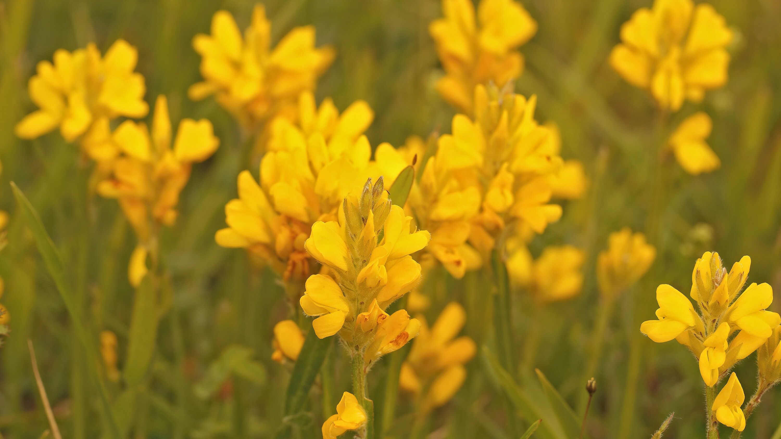 Genista tinctoria