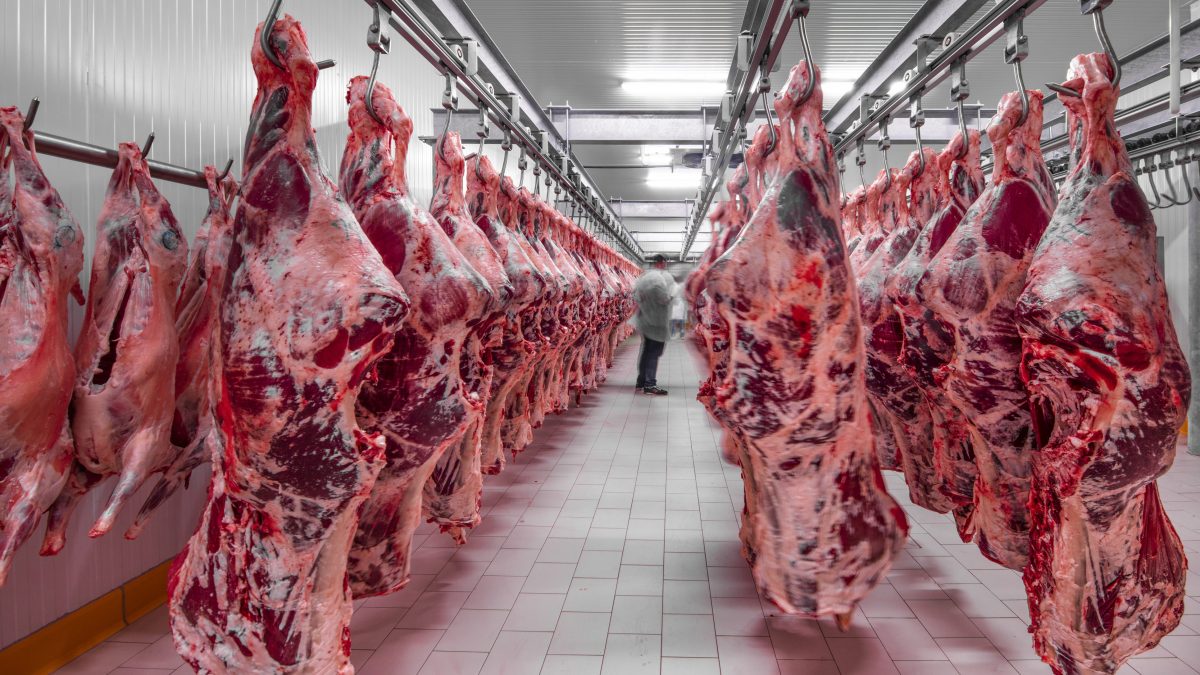 carne-allevamenti-macelli-produzione-germania-calo-vendite-destatis-istituto-tedesco