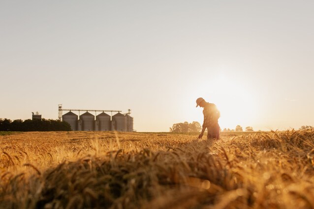 greenhope-buone-notizie-ambiente-natura-green-grano-resistente-cambiamento-climatico
