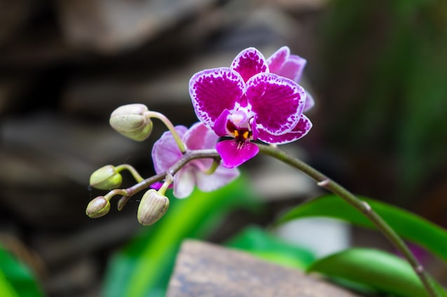 orchidea