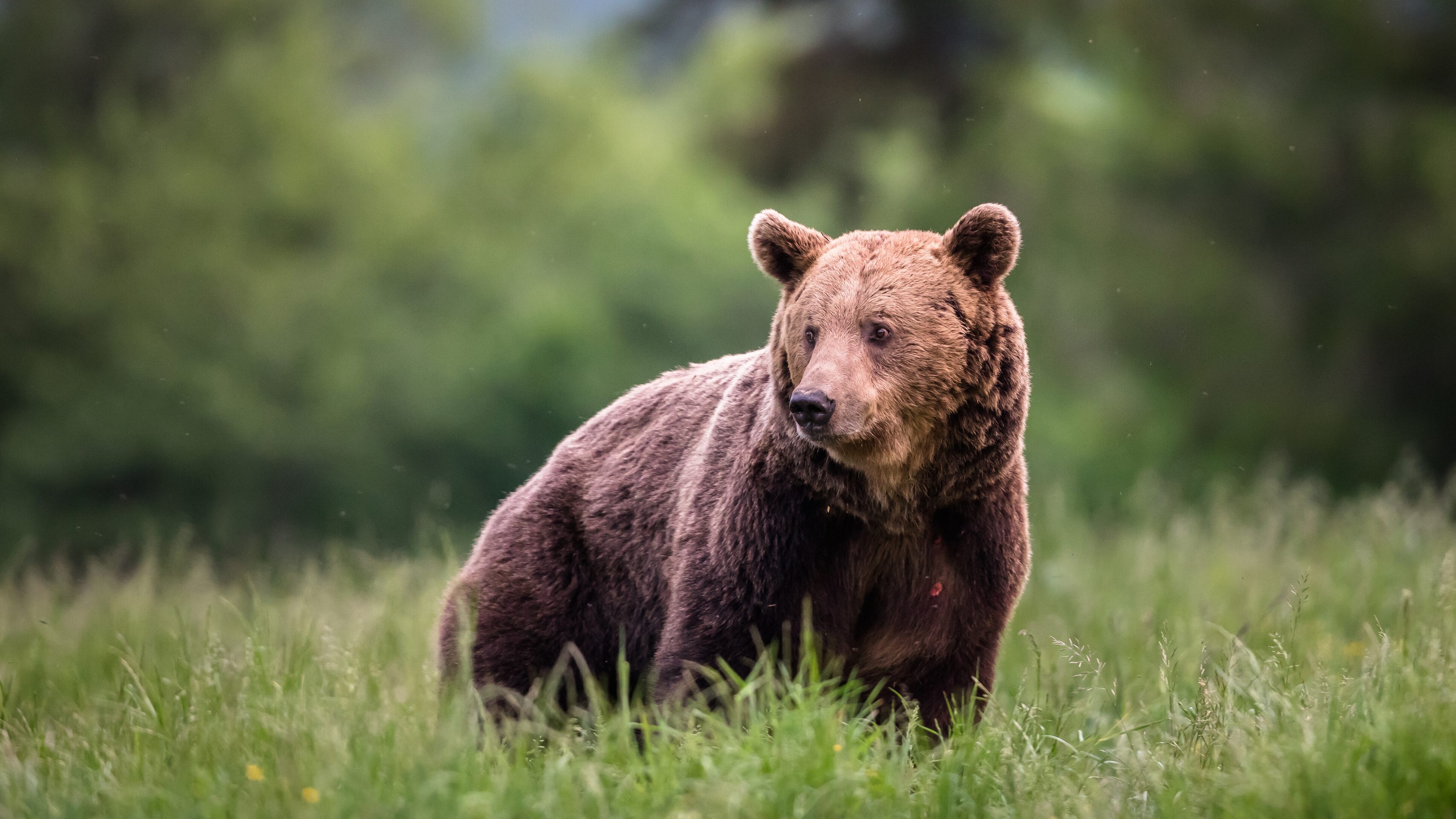 orso-jj4-trentino-lav-italia-maurizio-fugatti-trento-carne-orso