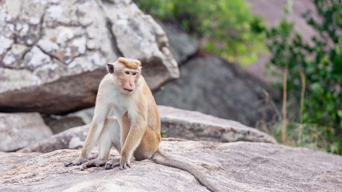 macaco dal berretto