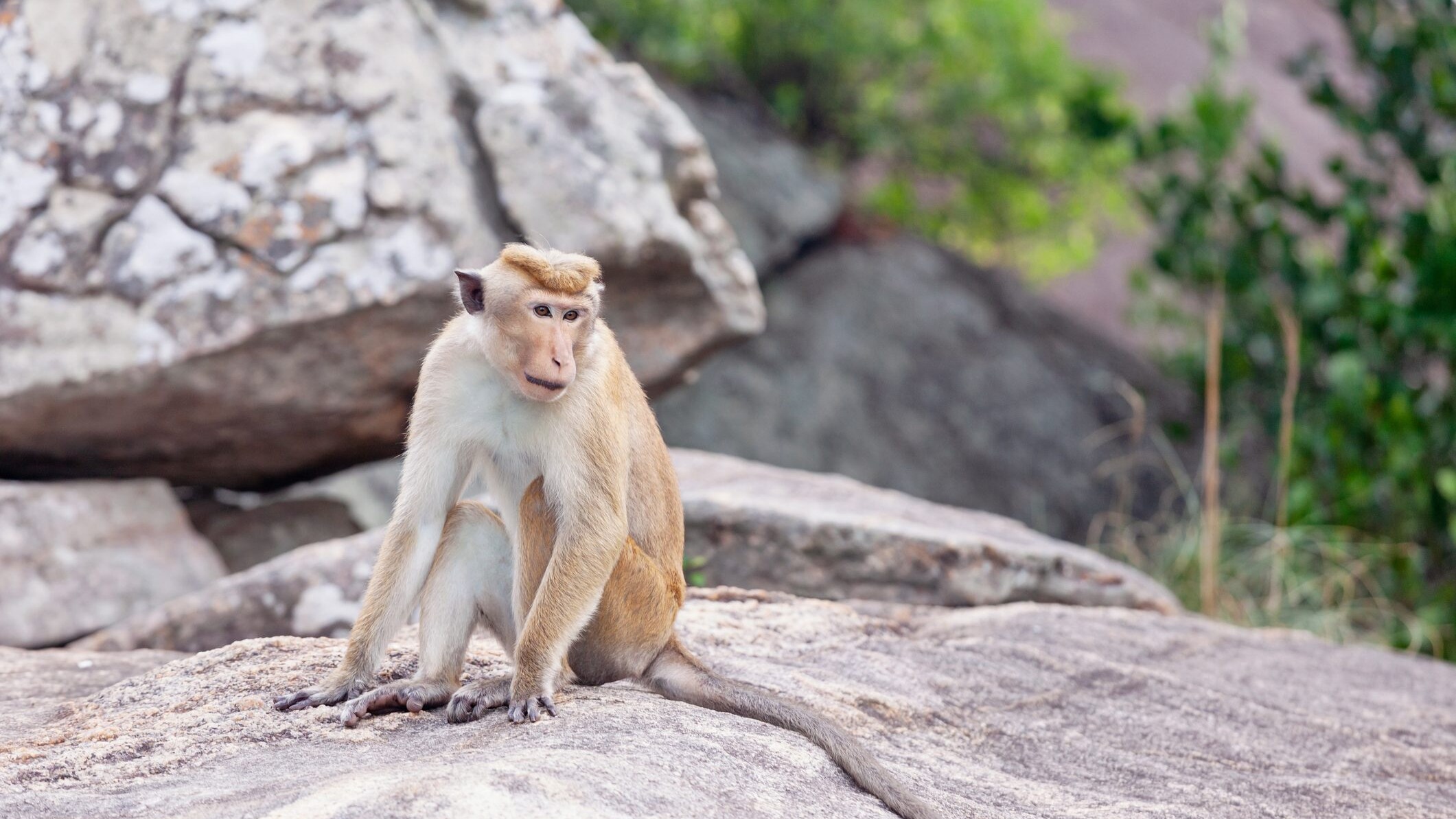 macaco dal berretto