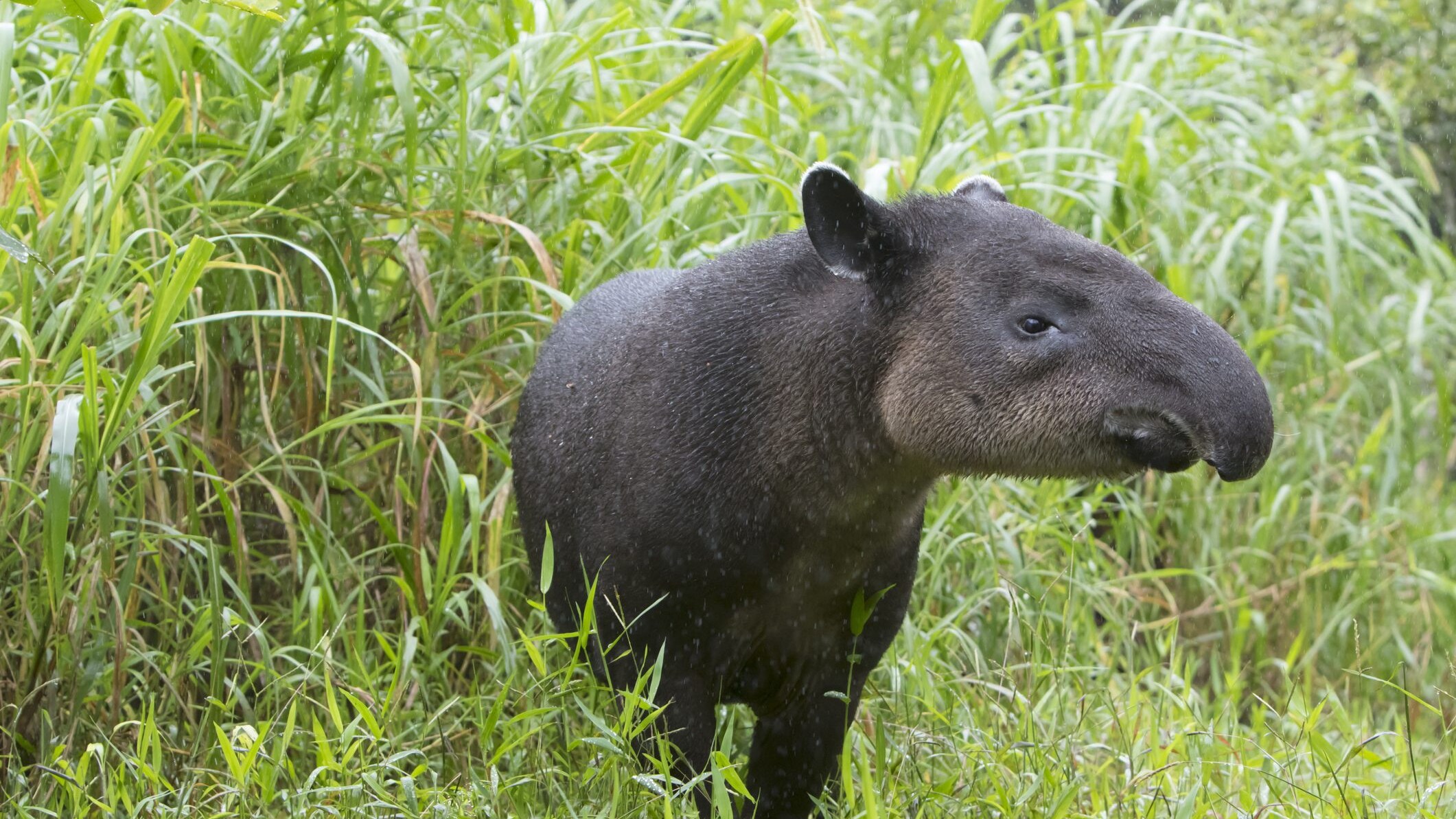 Tapiro
