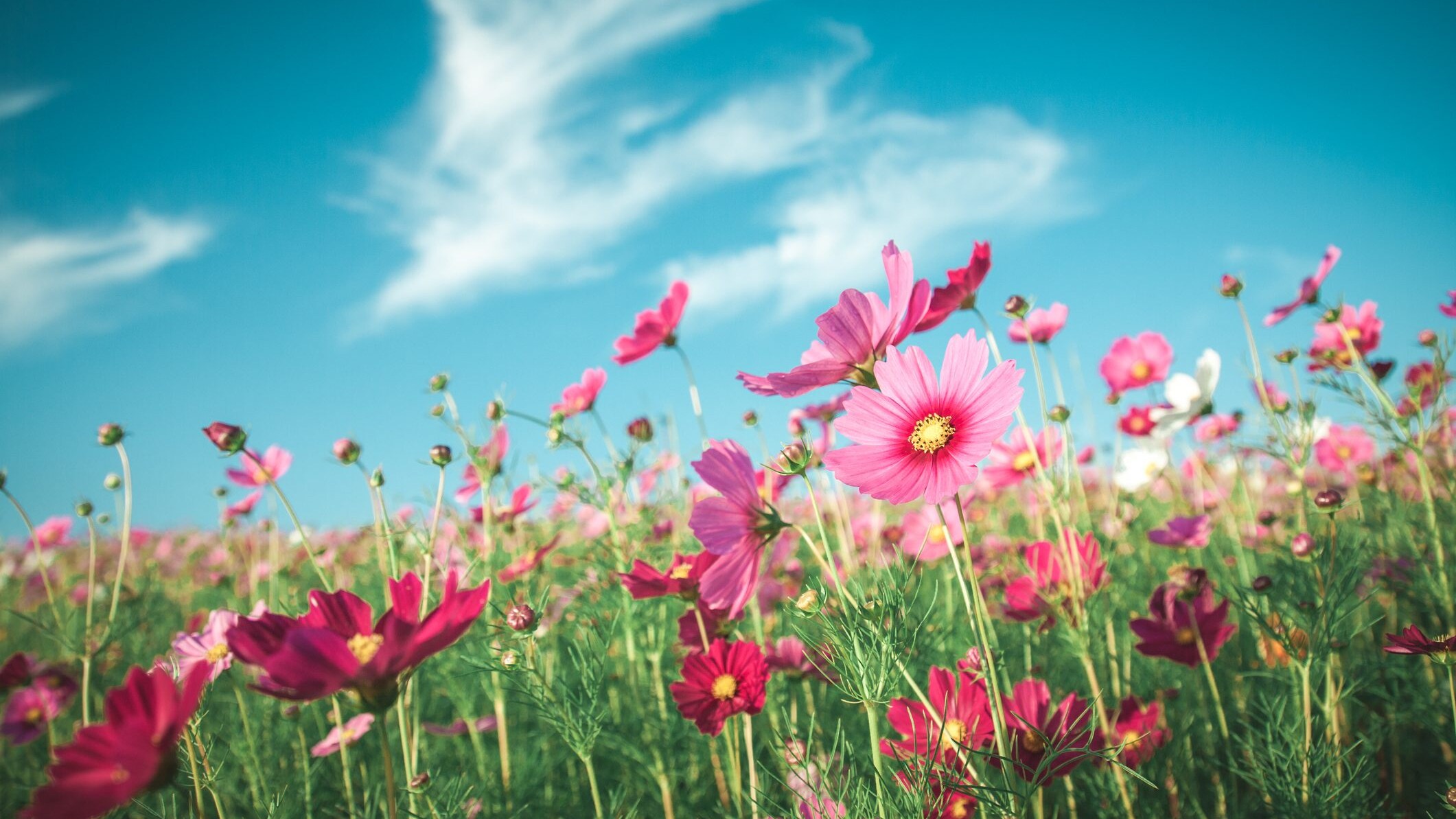 come decorare tessuto fiori freschi