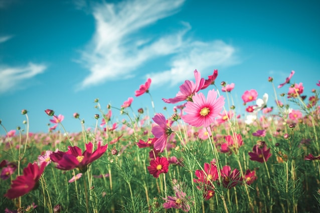 come decorare tessuto fiori freschi