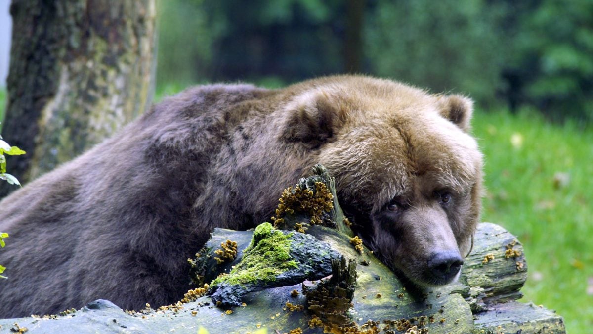orso-m62-fugatti-trento-jj4-manifestanti-autopsia-news-notizia-animali-ambiente