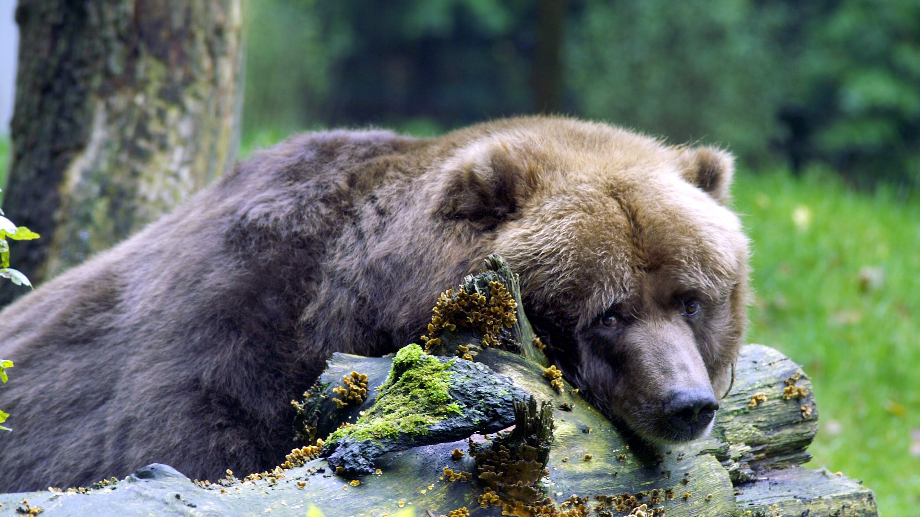 orso-m62-fugatti-trento-jj4-manifestanti-autopsia-news-notizia-animali-ambiente