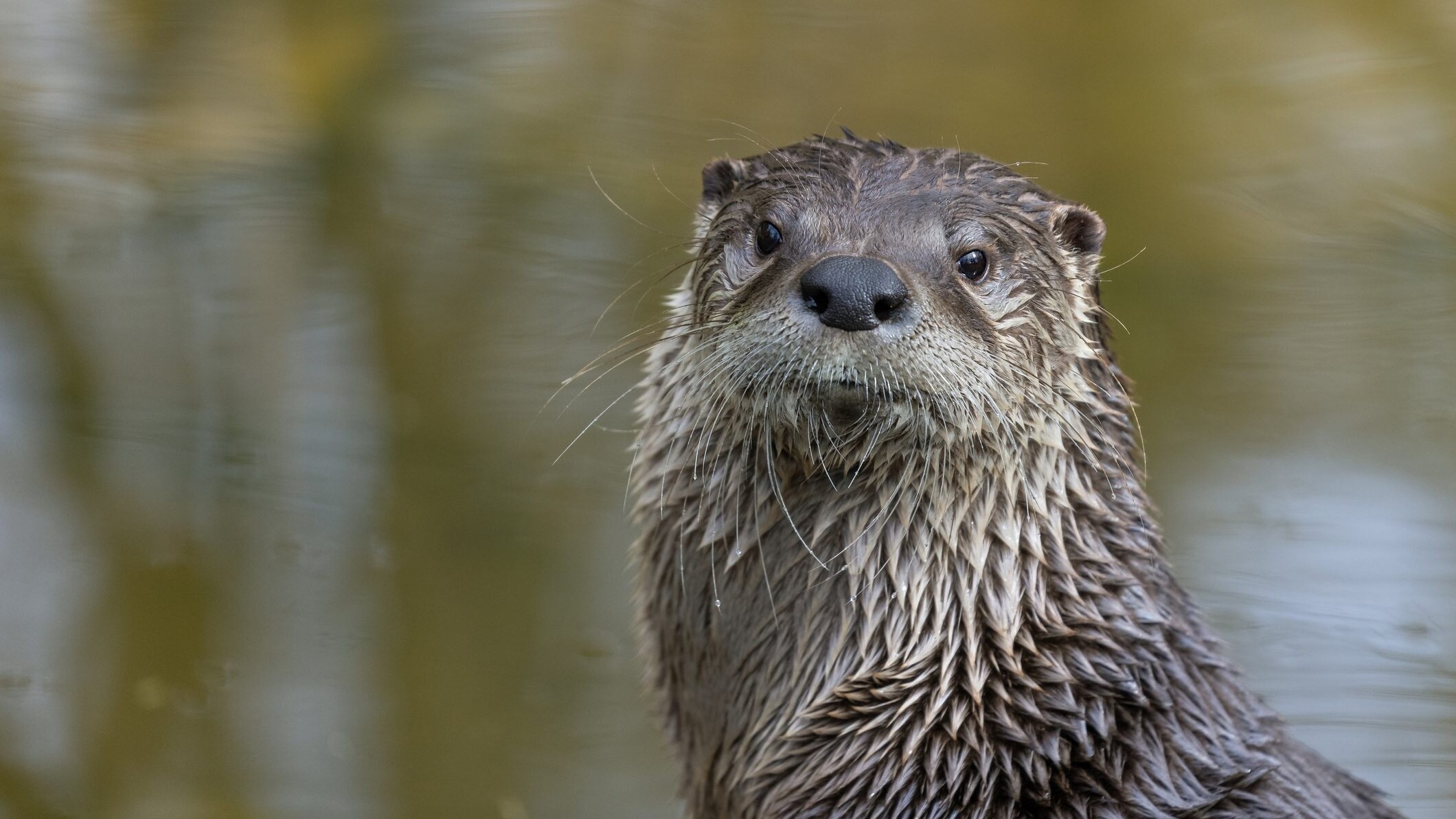 lontra