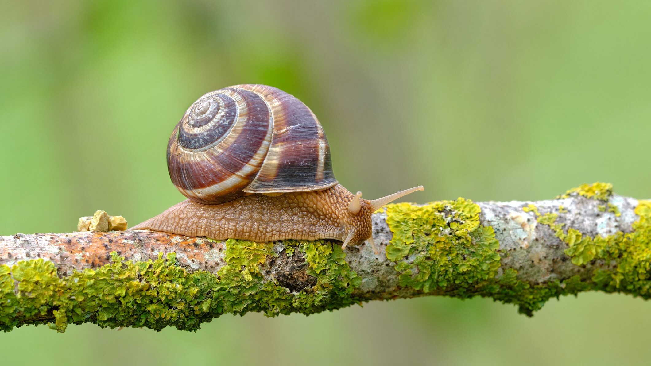 lumaca