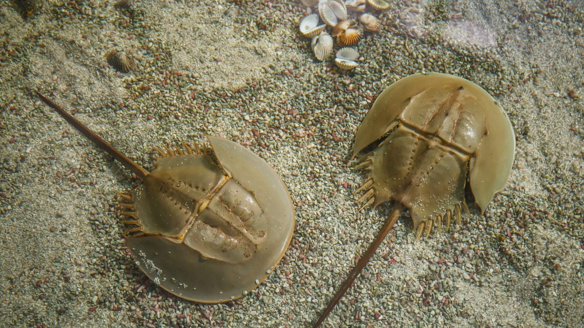 Limulus polyphemus