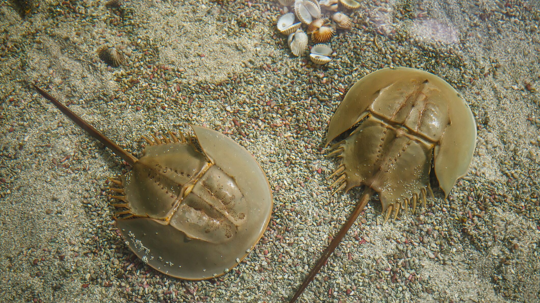 Limulus polyphemus
