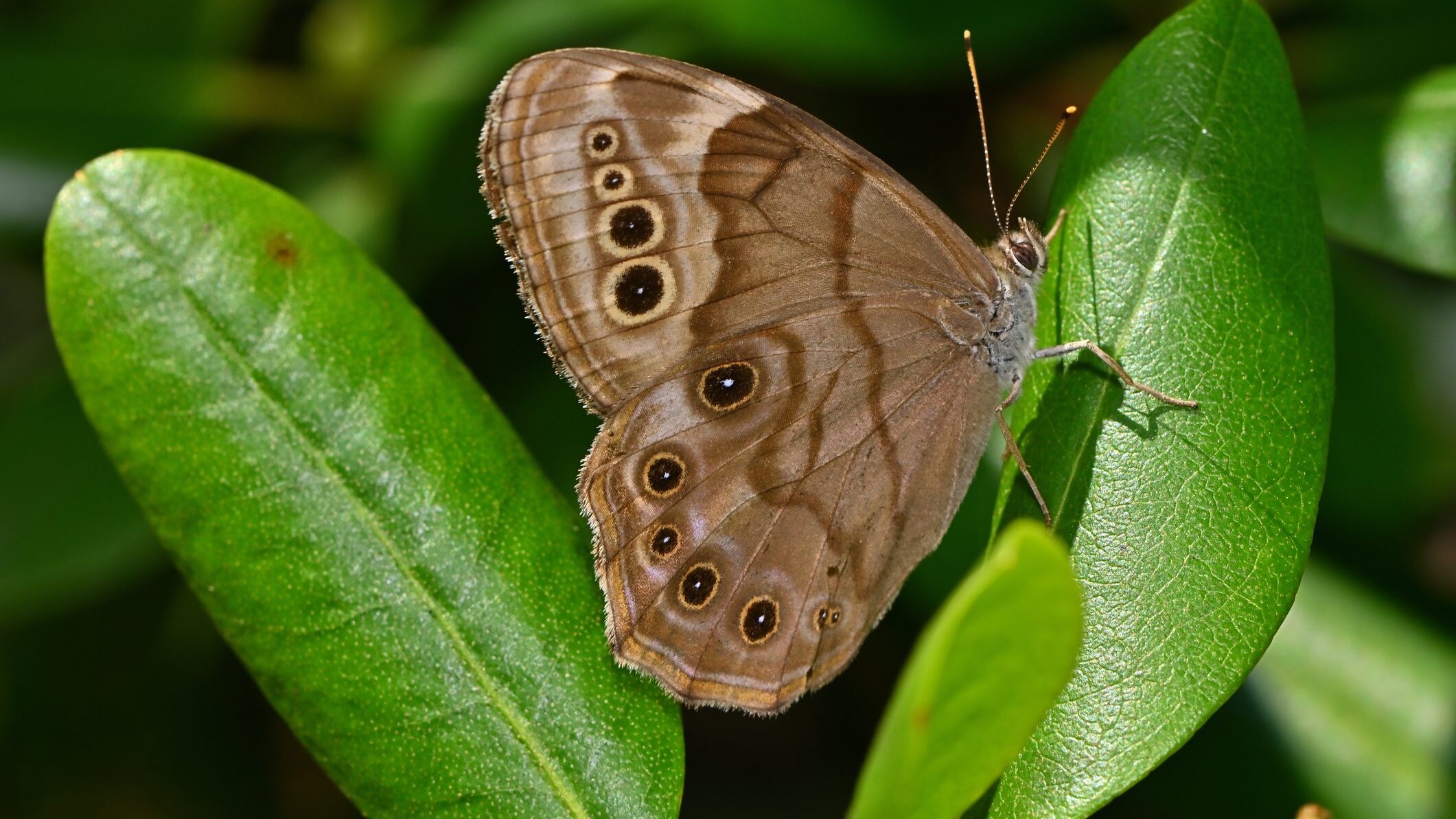 falena