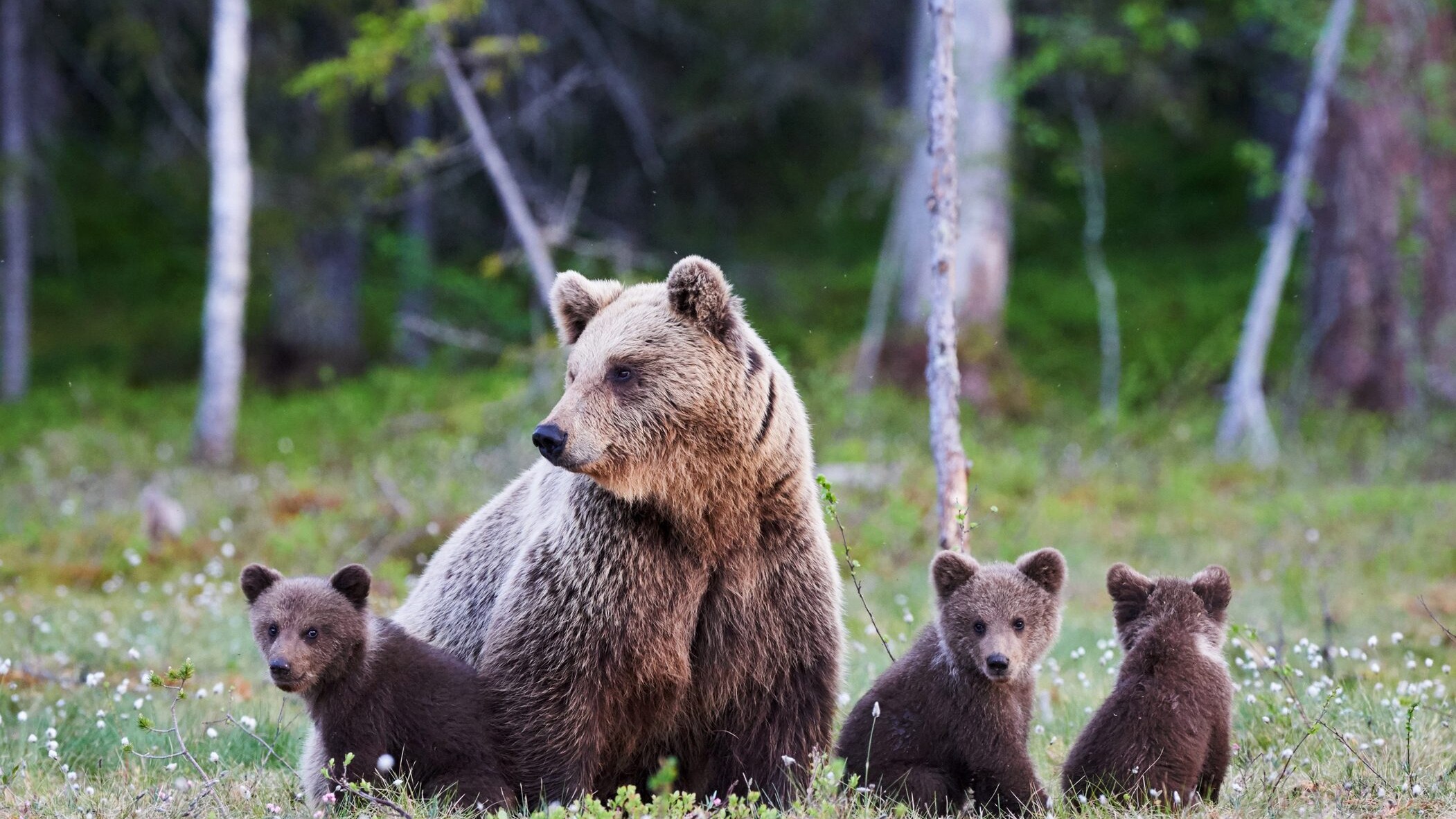 orso