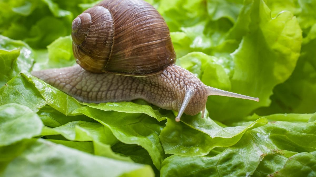 lumaca