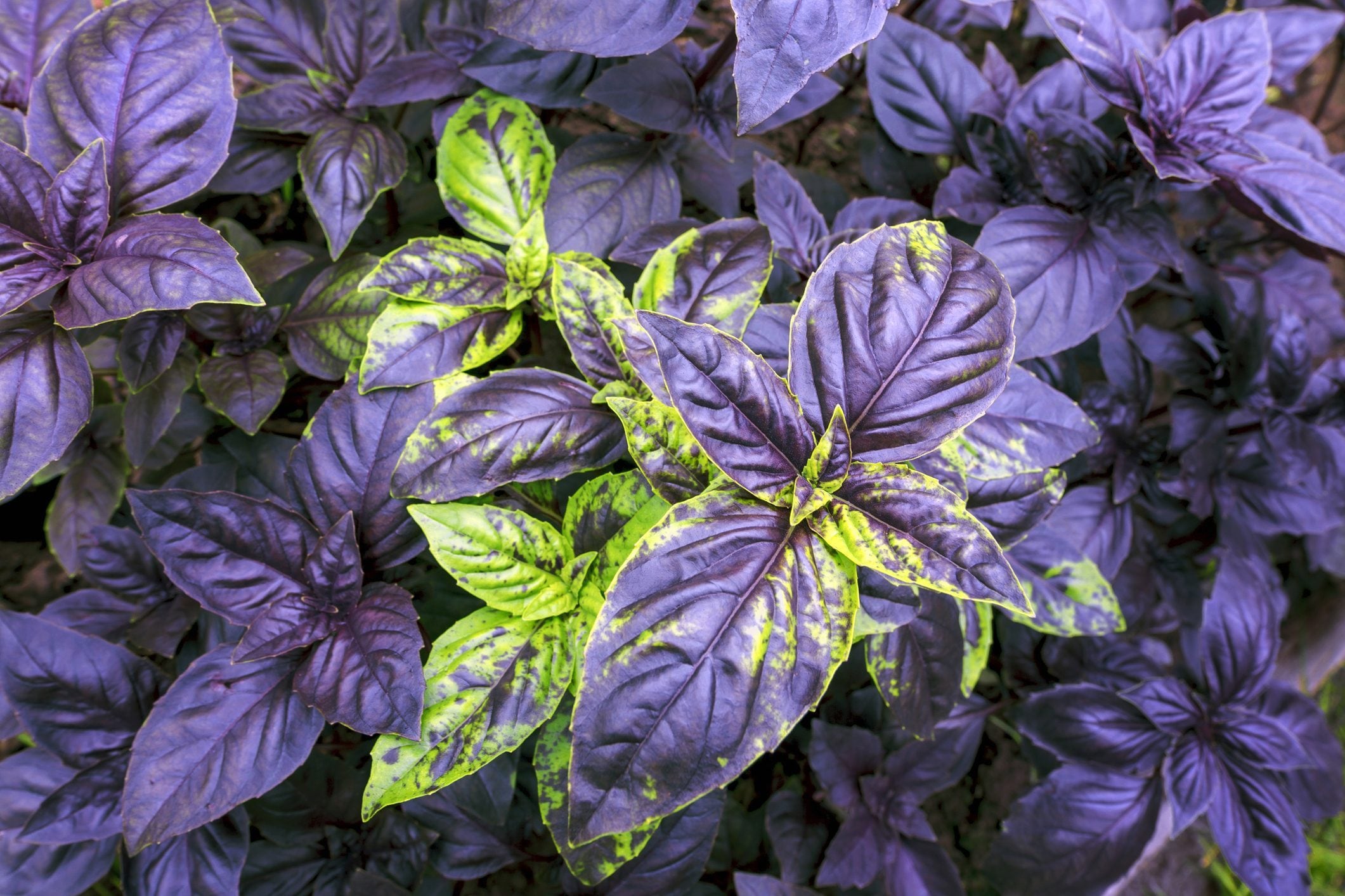 Basilico viola proprietà e usi in cucina Ohga!