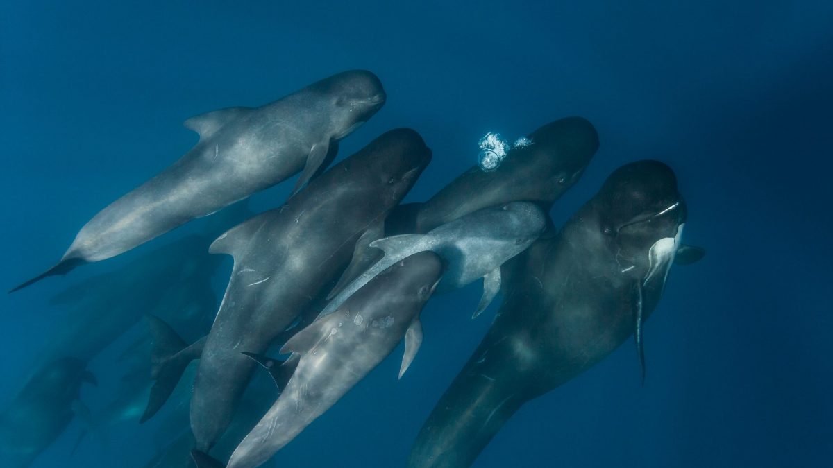 Un gruppo di balene pilota
