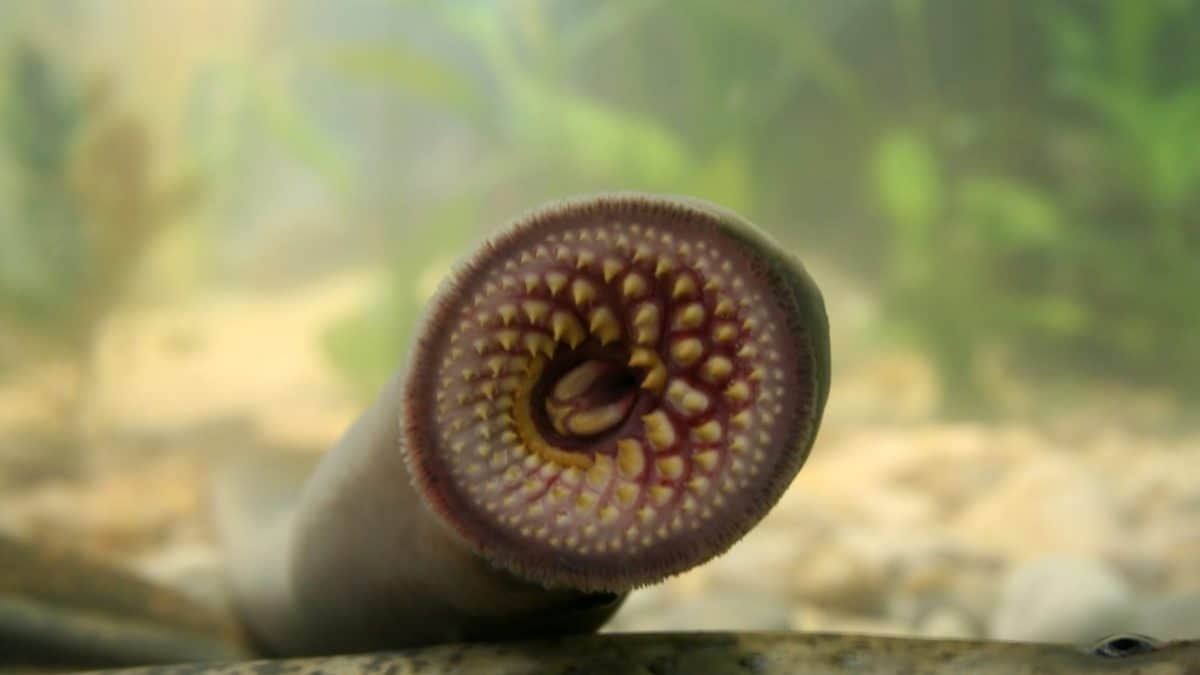 lampreda di mare