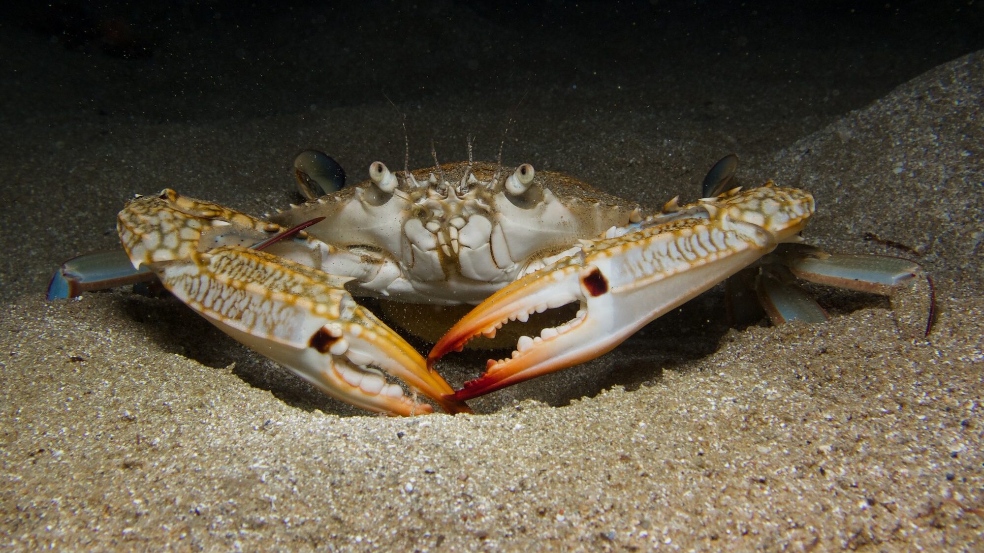 Portunus segnis Granchio blu del Mar Rosso e dell'Oceano Indiano