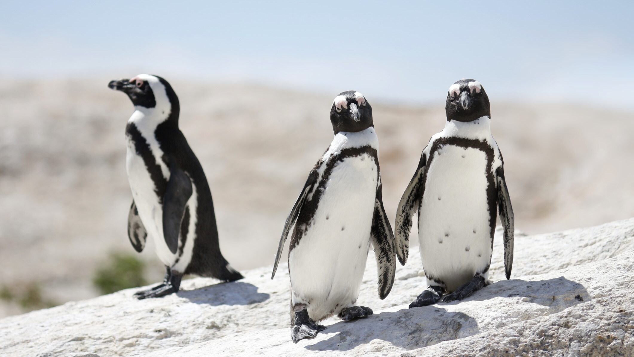 Spheniscus demersus Pinguino del Capo