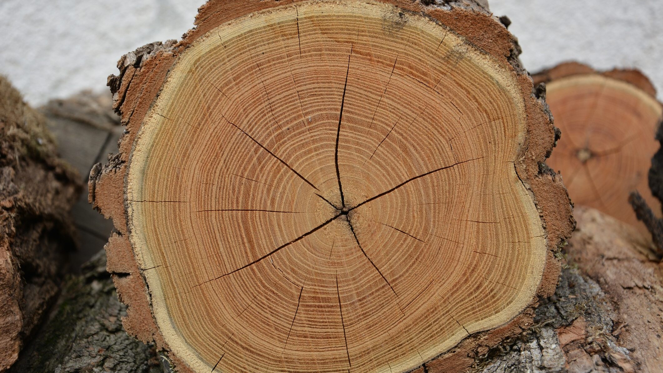 Cambiamento climatico negli anelli degli alberi della Fennoscandia
