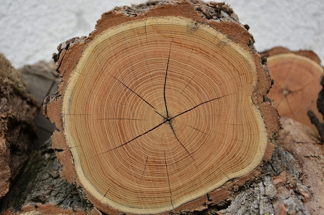 Cambiamento climatico negli anelli degli alberi della Fennoscandia