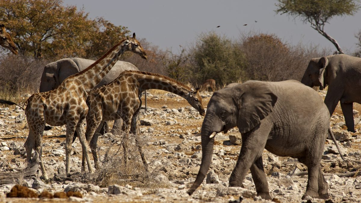 giraffa-elefante