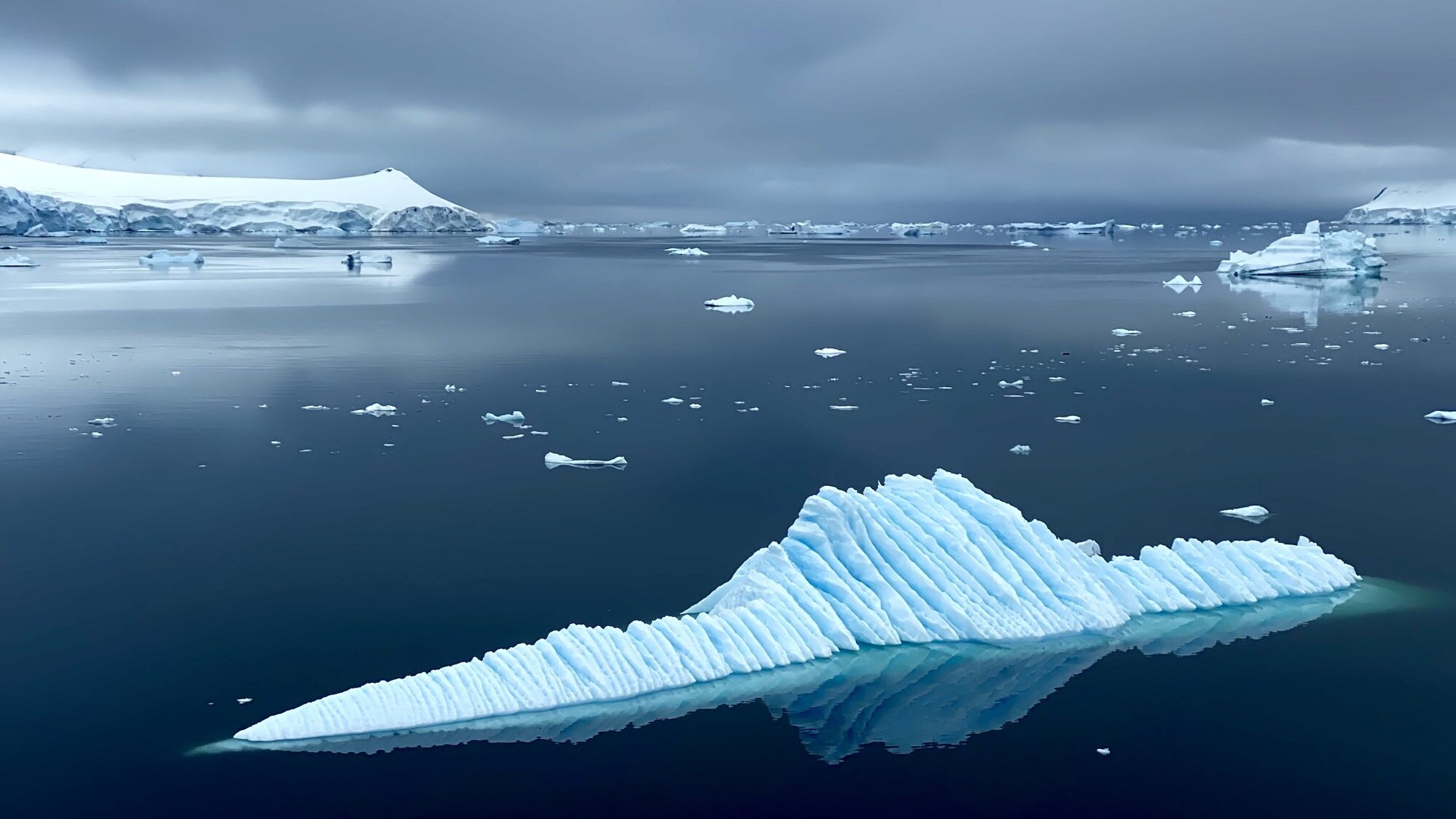 Stella antartica di piume fragola