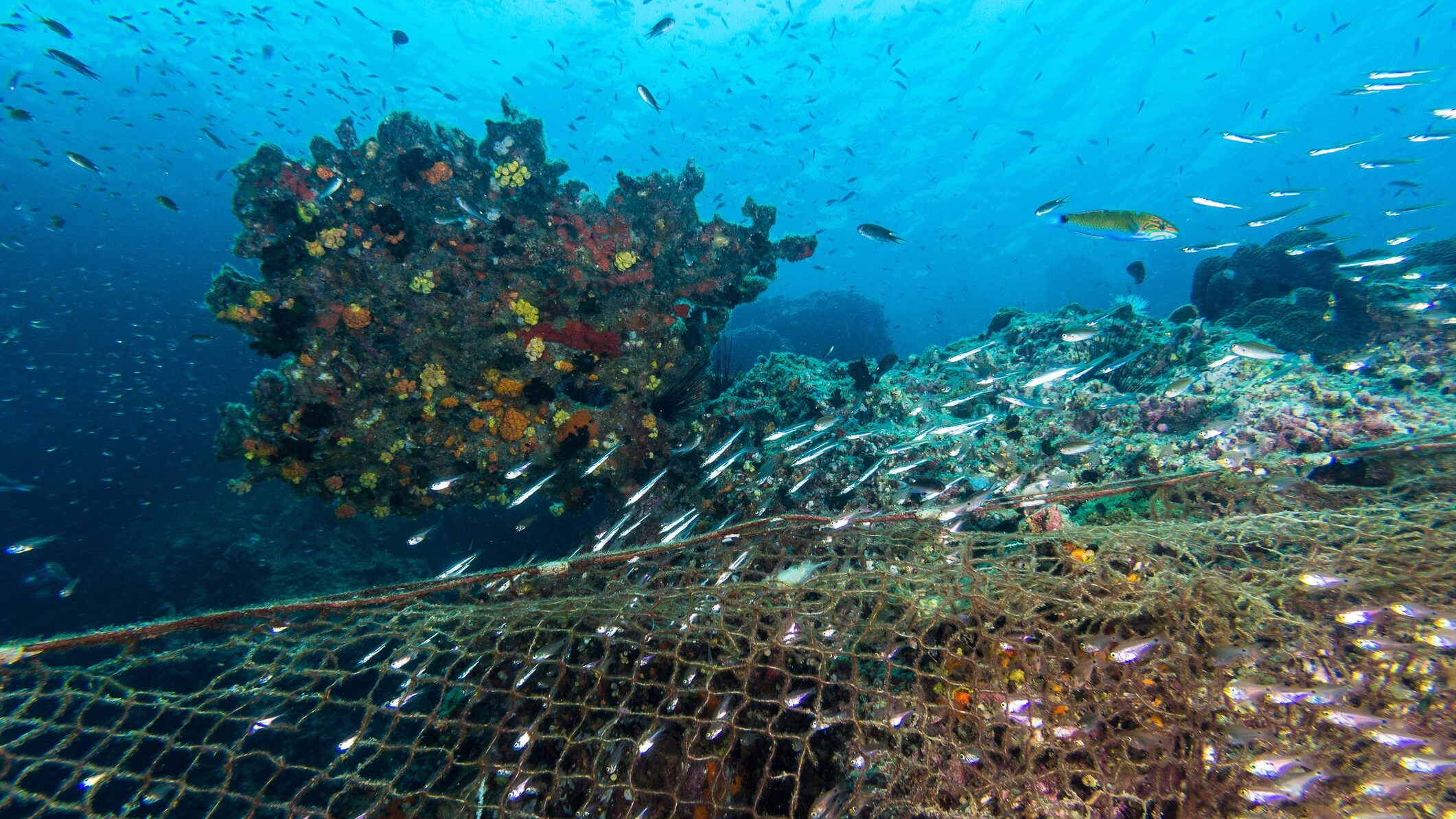 pesca illegale arcipelago toscano