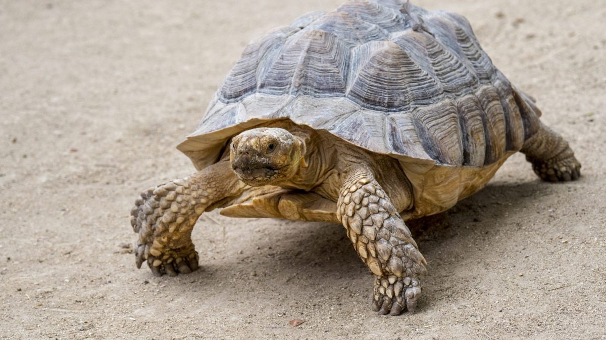 Tartaruga Centrochelys sulcata noto anche come testuggine sulcata