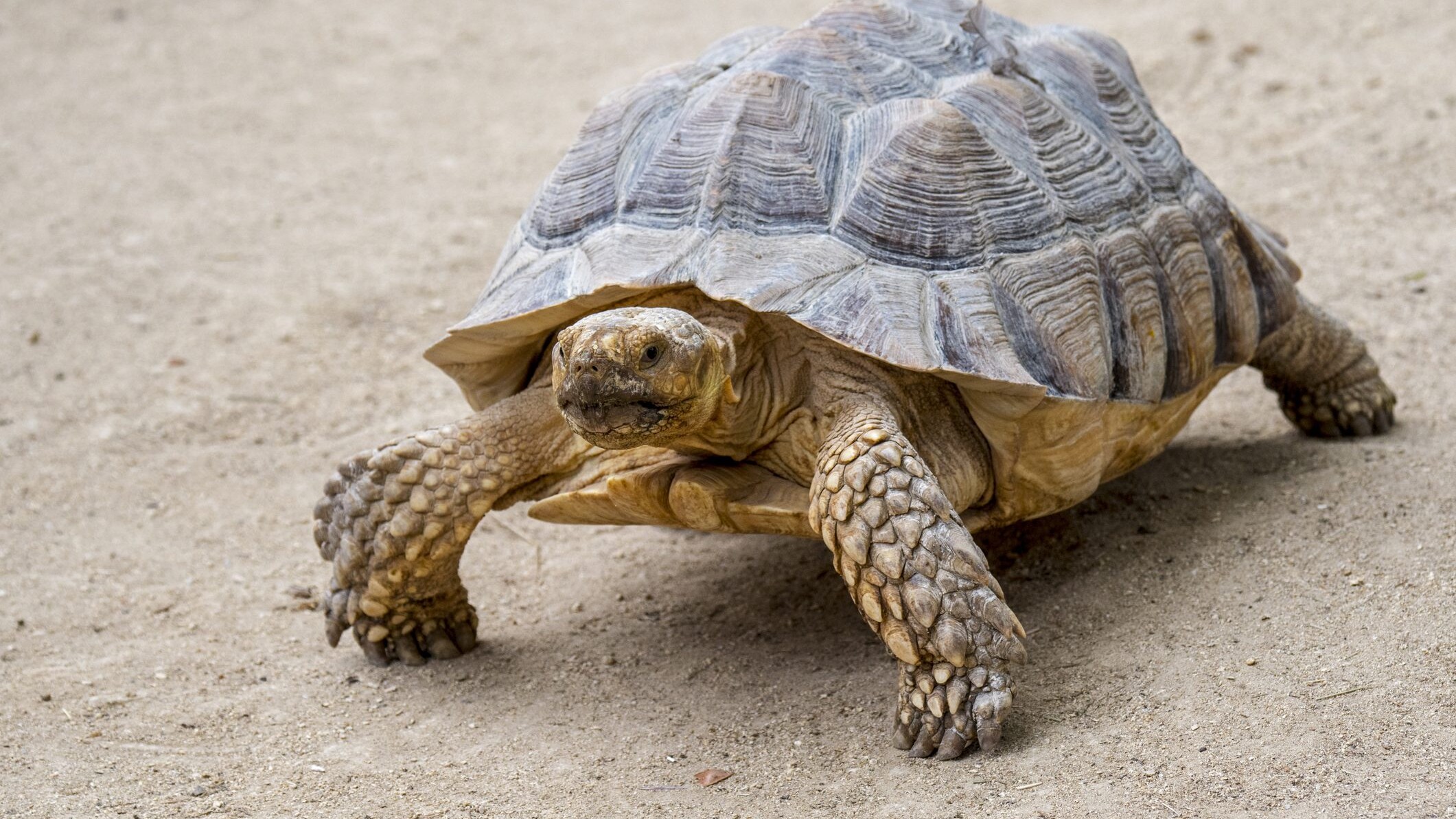 Tartaruga Centrochelys sulcata noto anche come testuggine sulcata