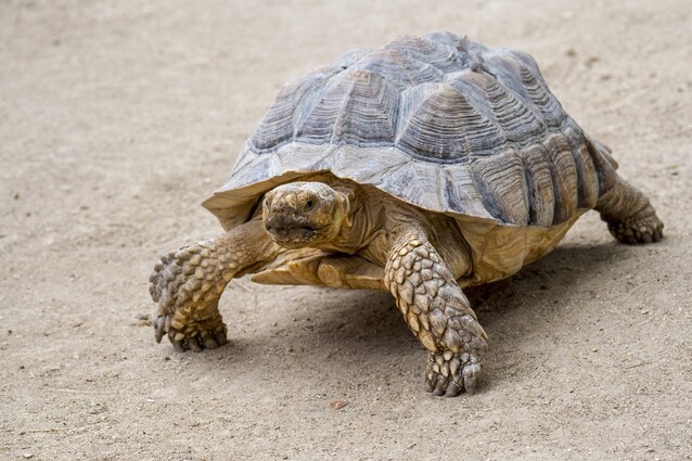 Tartaruga Centrochelys sulcata noto anche come testuggine sulcata