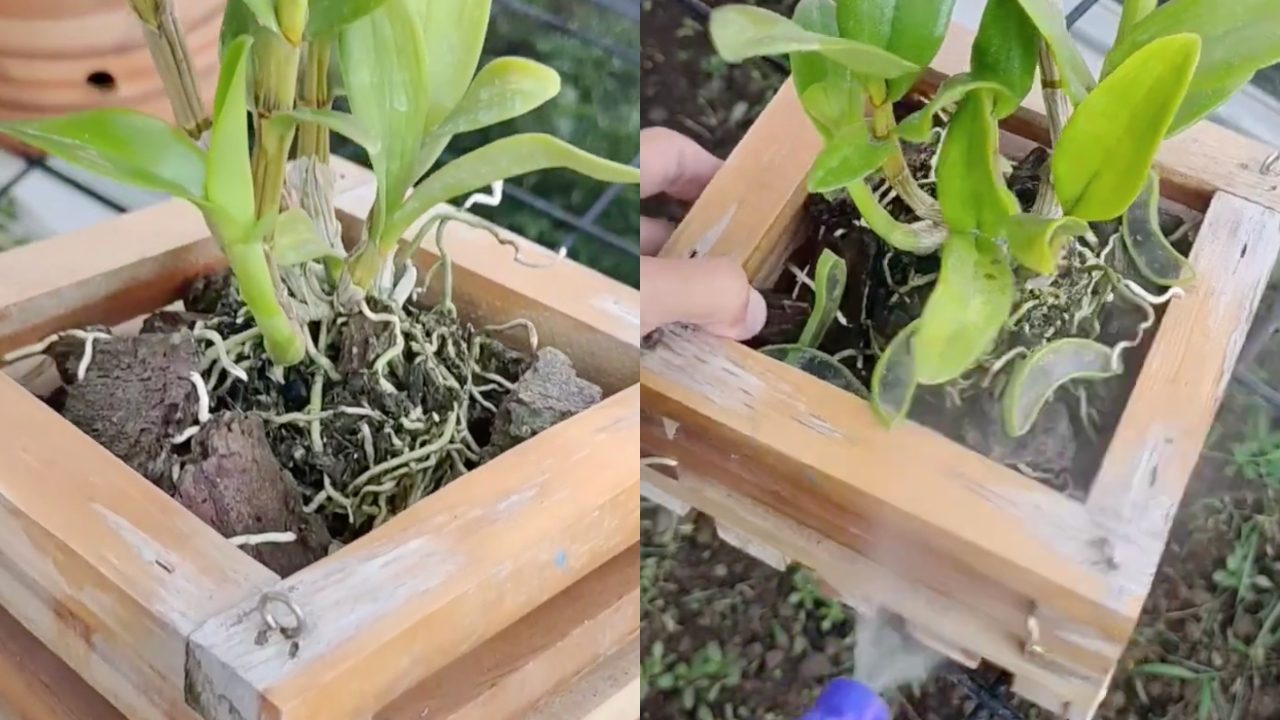 Come reidratare le radici delle piante dopo il caldo estivo Ohga!