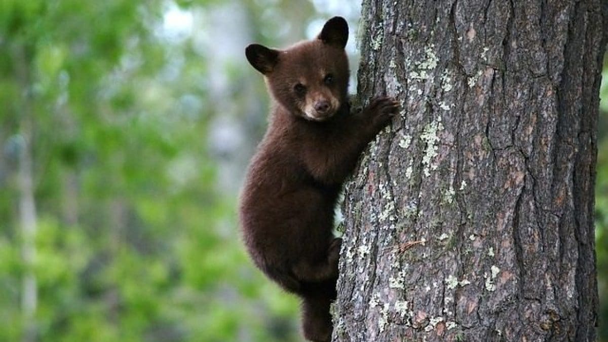 cuccioli orsetti amarena