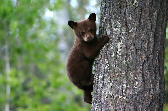 cuccioli orsetti amarena