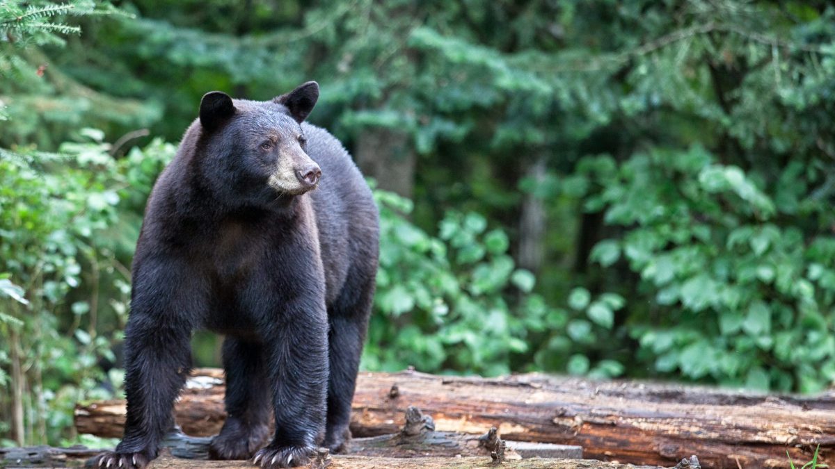 Orso nero - Ursus americanus