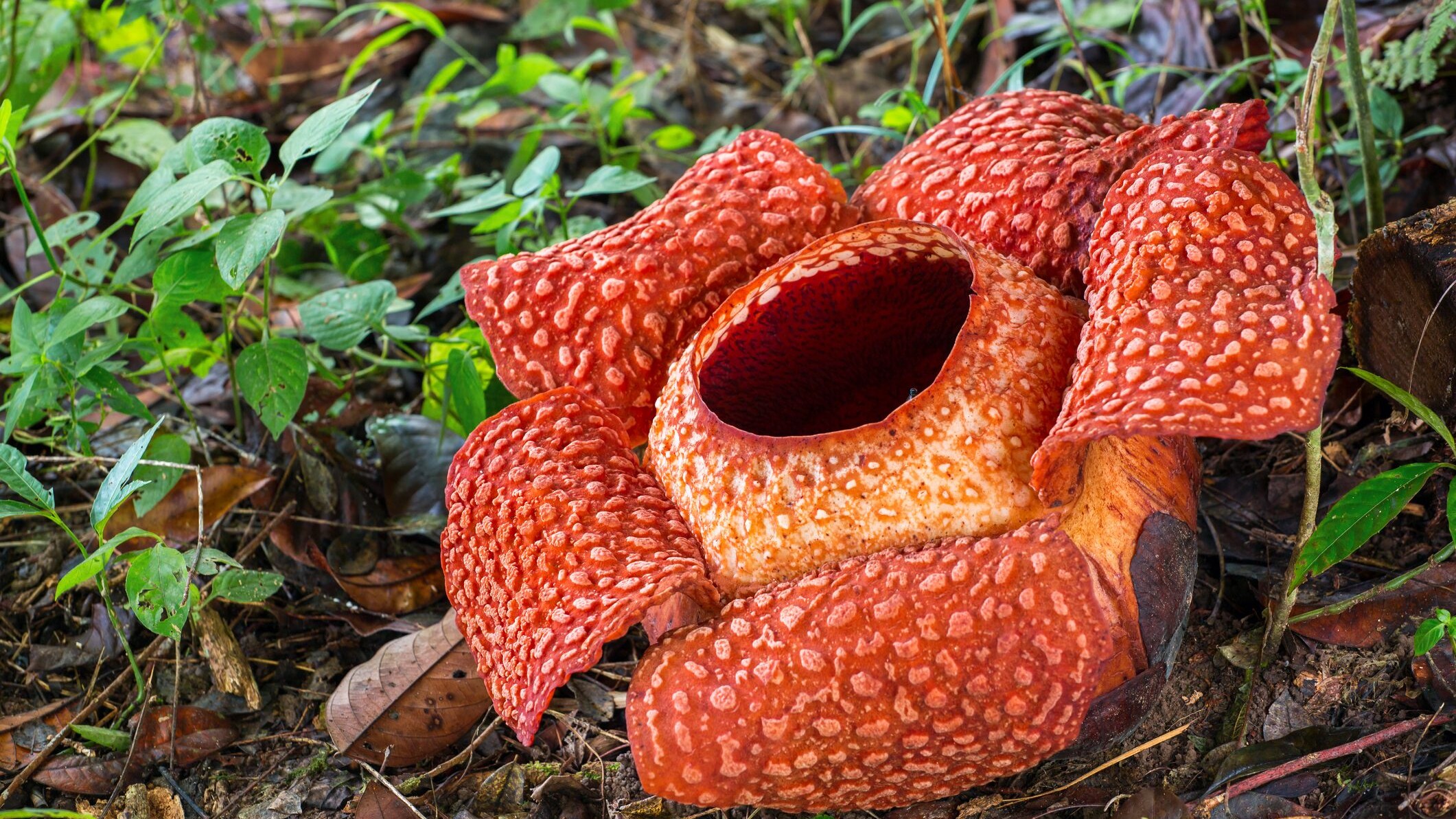 Rafflesia