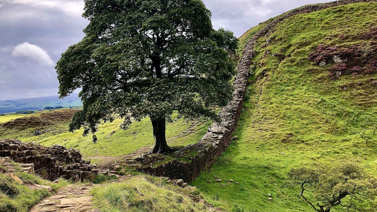 Sycamore Gap