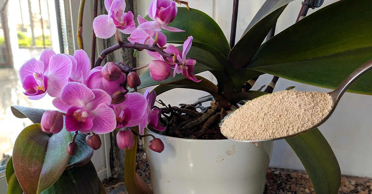 Come fertilizzare le orchidee con il lievito di birra secco scaduto Ohga! Come fertilizzare le orchidee con il lievito di birra secco scaduto Ohga!