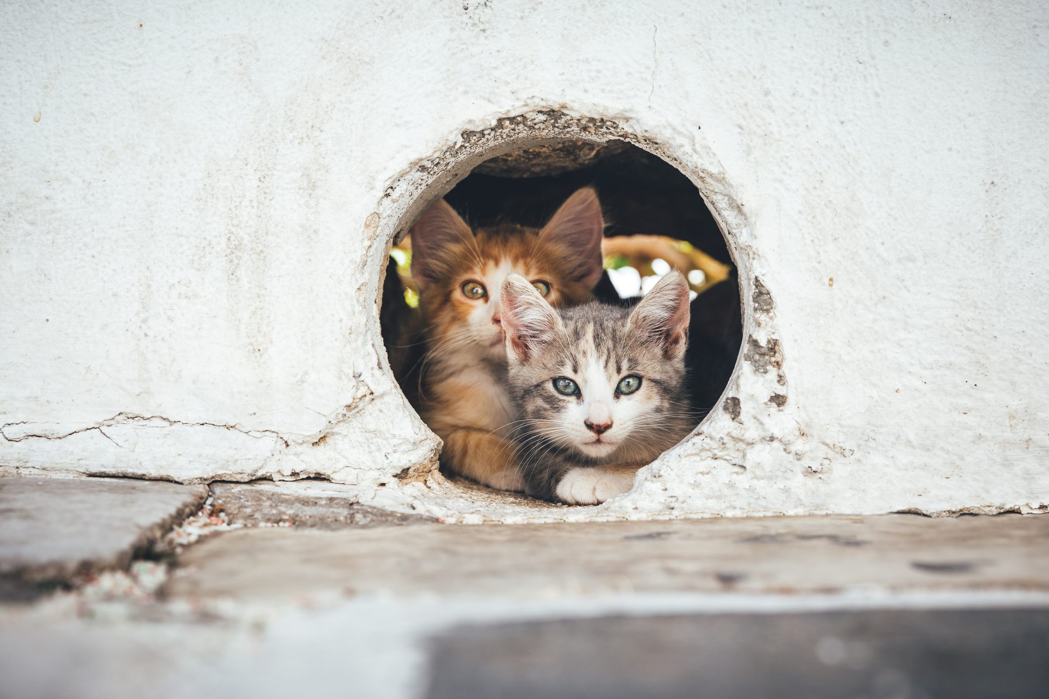 Nora Principessa E GATTO RANDAGIO PSVITA Harukaze utilizzato Giappone