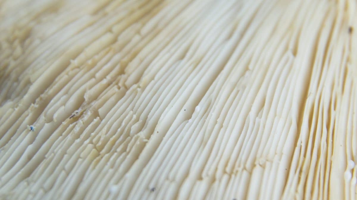 Funghi carta fai da te