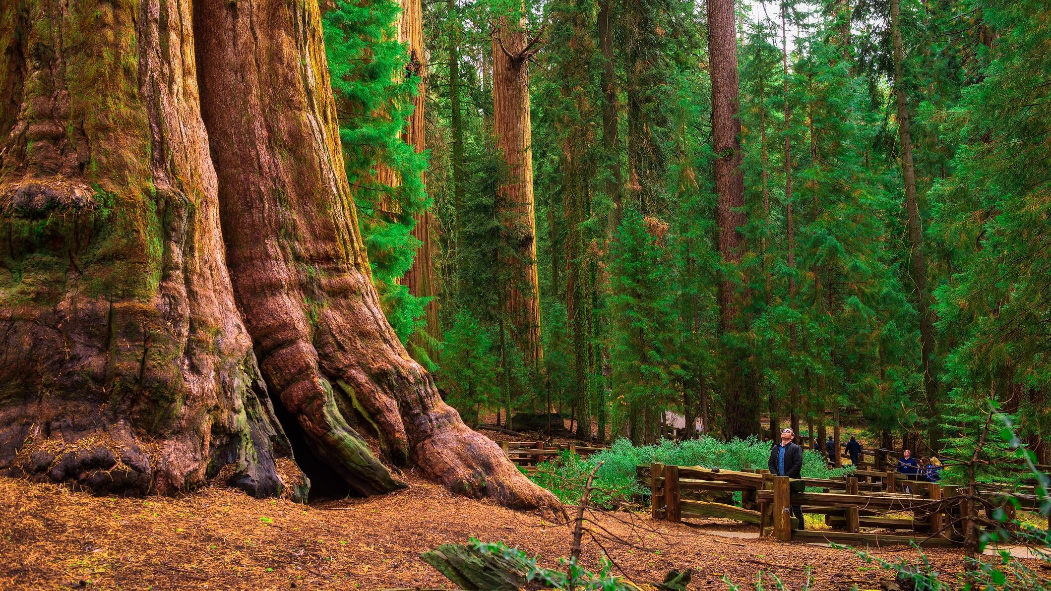 General Sherman Tree Albero del Generale Sherman