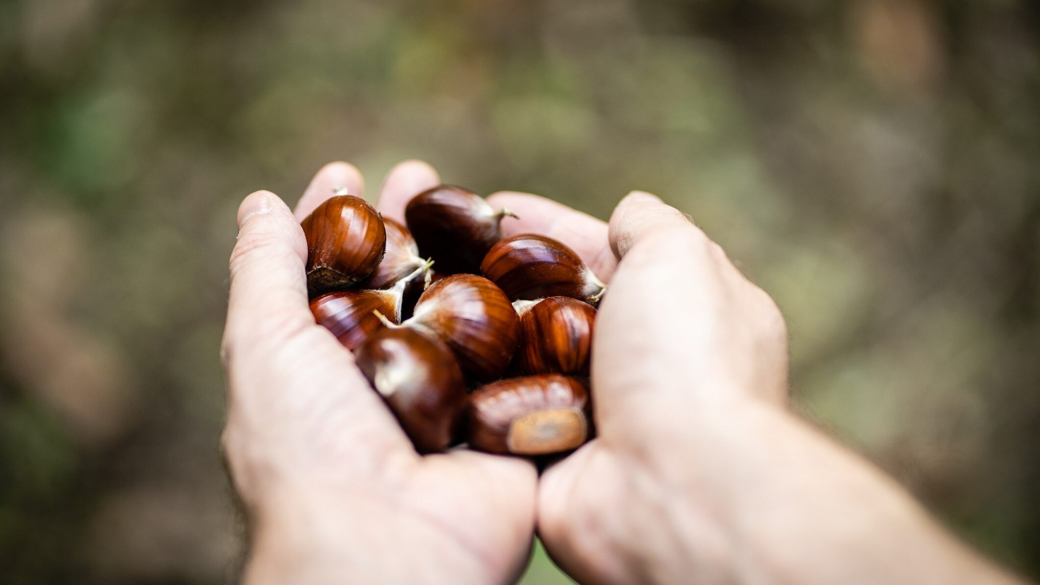 raccogliere castagne