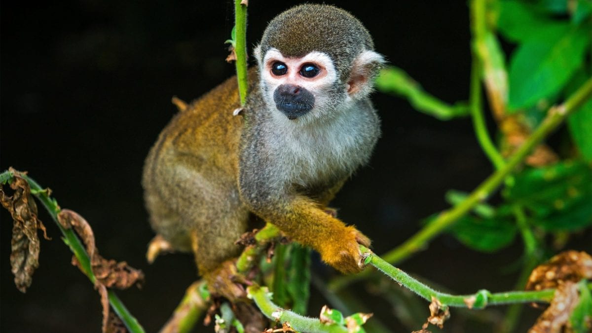 scimmia scoiattolo Ecuador