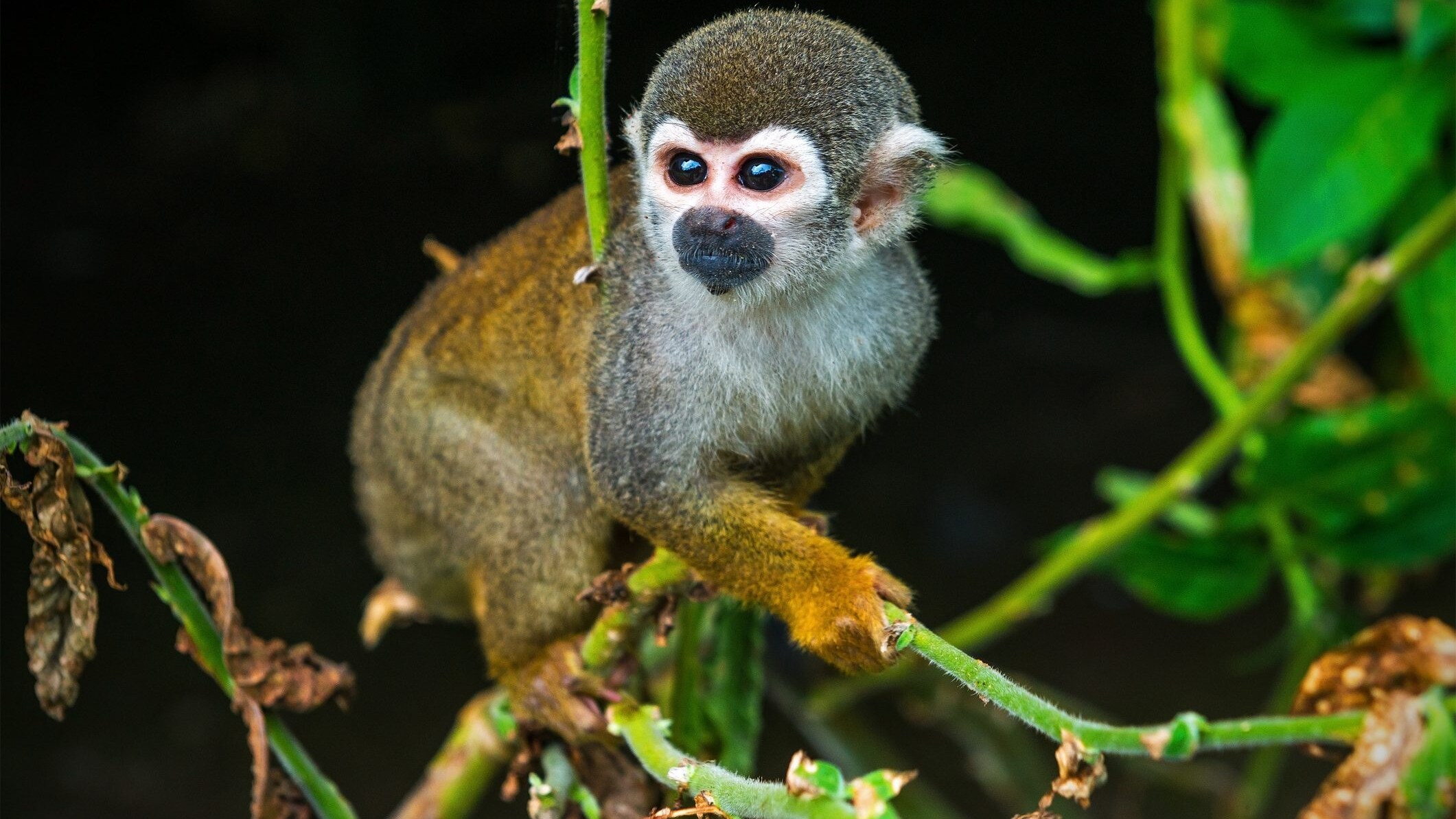 scimmia scoiattolo Ecuador