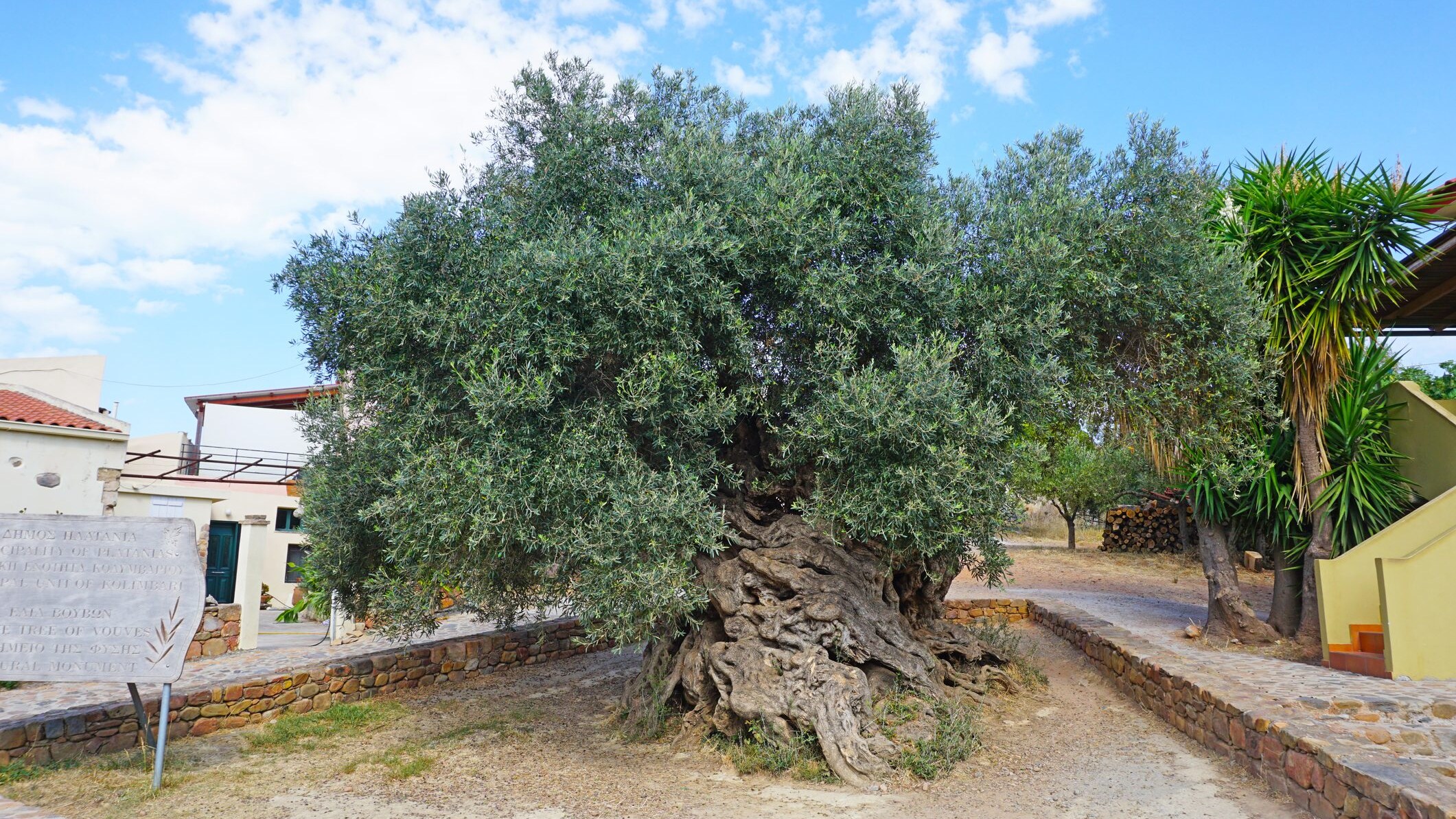 Ulivo di Vouves