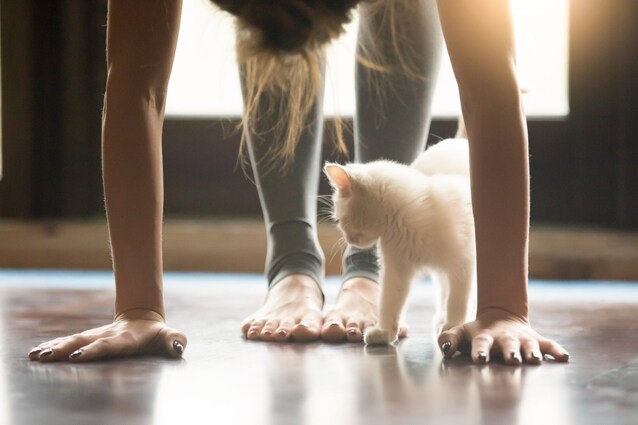 yoga con i gatti